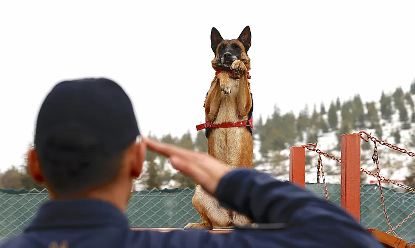Malatya'nın Kahraman Köpeği Sima Sınır Tanımıyor!