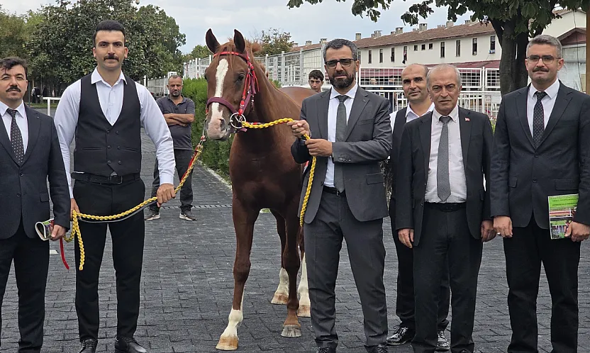 Malatya Sultansuyu'nun Elit Tayları Açık Artırmada Büyük İlgi Gördü!