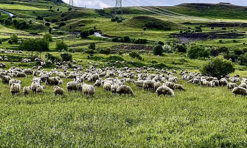 Malatya Yayla Sezonunu Açtı! Küçükbaş Yetiştiricileri Zorlu Sürece Hazırlanıyor