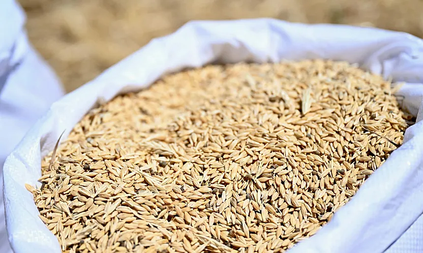 Malatya Yeşilyurt'ta 150 Dönümlük Arpa Hasadı Tamamlandı! Ürünler Üreticilere Dağıtılacak