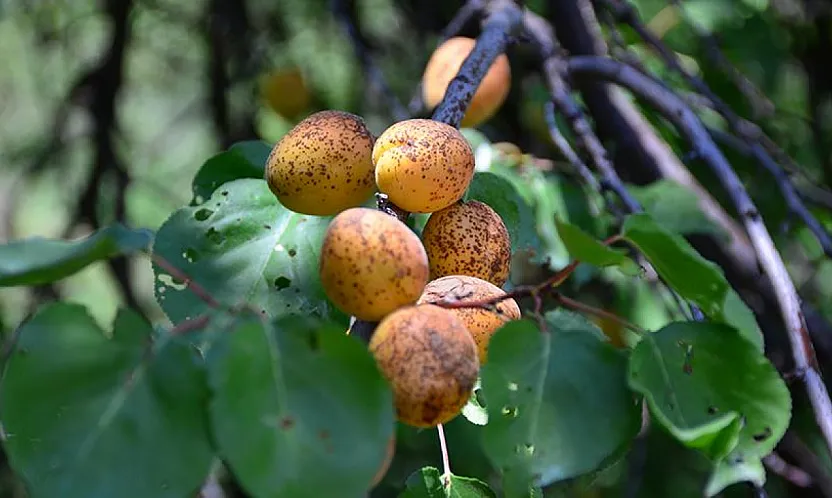 Malatyalı Kayısı Üreticisine Acil Çağrı: Sakın İhmal Etmeyin!
