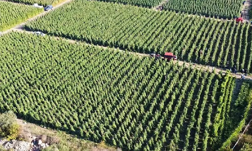 Malatyalılar Dikkat! 12,8 Milyar TL'lik Destek Ödemesi Başladı