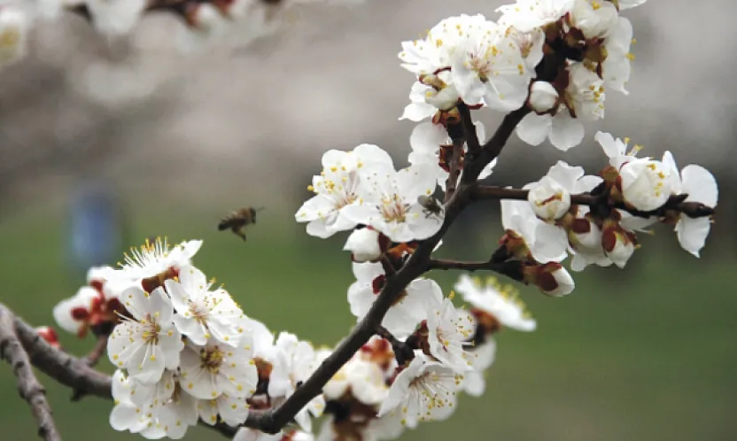 Meteoroloji'den 6 İlçe İçin Kritik Zirai Don Uyarısı!