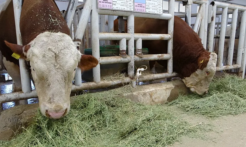 Sultansuyu İşletmesi'nde Giriş-Çıkışlar Durduruldu!