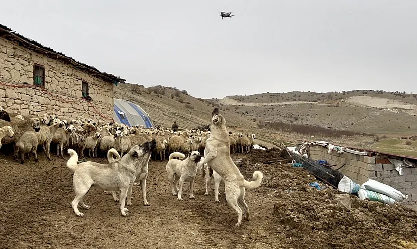 Teknolojiye Karşı Anadolu İnadı: Yazıhan'da Kangallar Drone'u Sürüye Yaklaştırmadı!