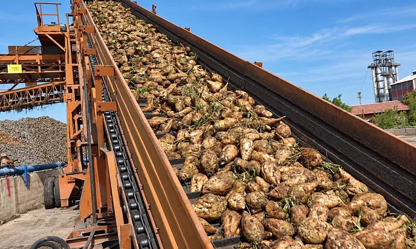 TÜRKŞEKER Rakamı Verdi! Şeker Pancarı Alımında Bu Yıl Ton Başına Ne Kadar Ödenecek?