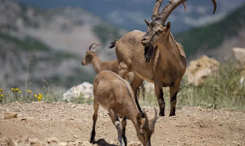 Vali Yavuz'dan Malatya'daki Yaban Keçileri İçin Duyarlılık Çağrısı