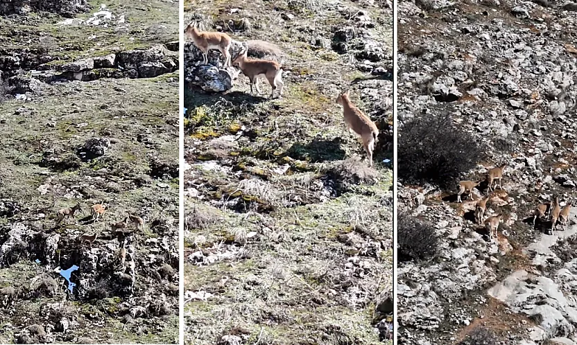 Vali Yavuz:  Yaban Hayatı Gelecek Kuşaklara Mirasımızdır