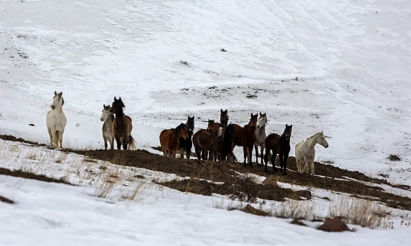 Yama Dağı'nın Beyaz Örtüsünde Yılkı Atlarının Zorlu Yaşam Mücadelesi!