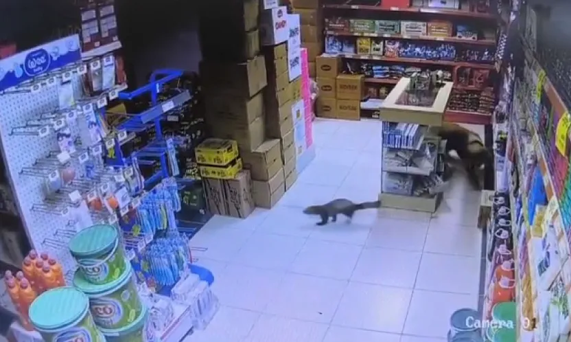 Yeşilyurt'ta Gülümseten Kovalamaca: Davetsiz Misafir Sansar Marketi Birbirine Kattı!